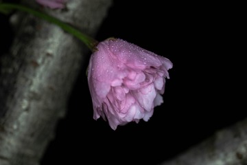 2501168