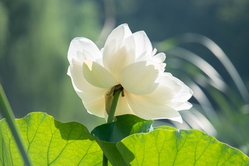 64823