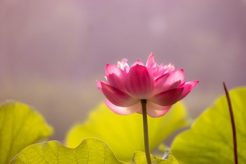 1350274