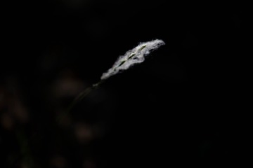2725051