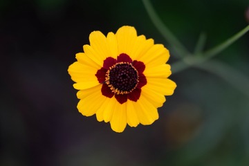 1355547