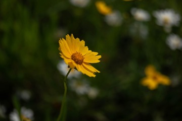 1000044974