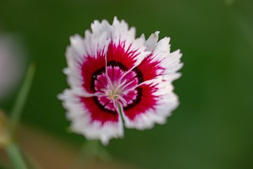 1290409