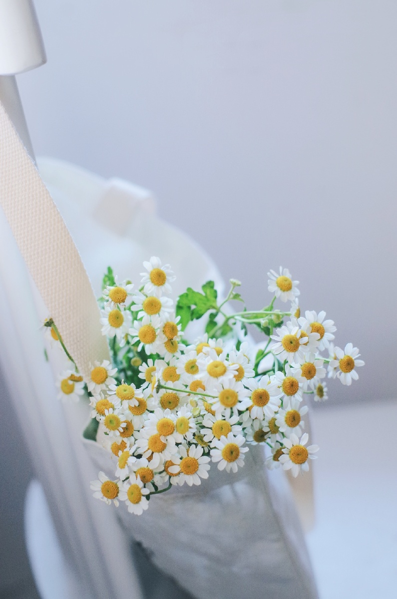 洋甘菊