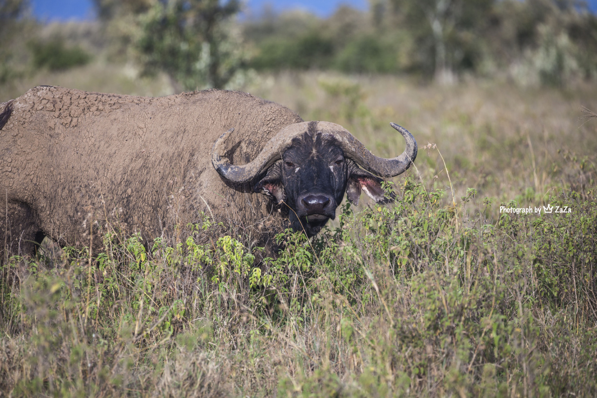 zaza版:动物世界 part 4 『非洲野水牛buffalo』非洲五霸之一光看照片