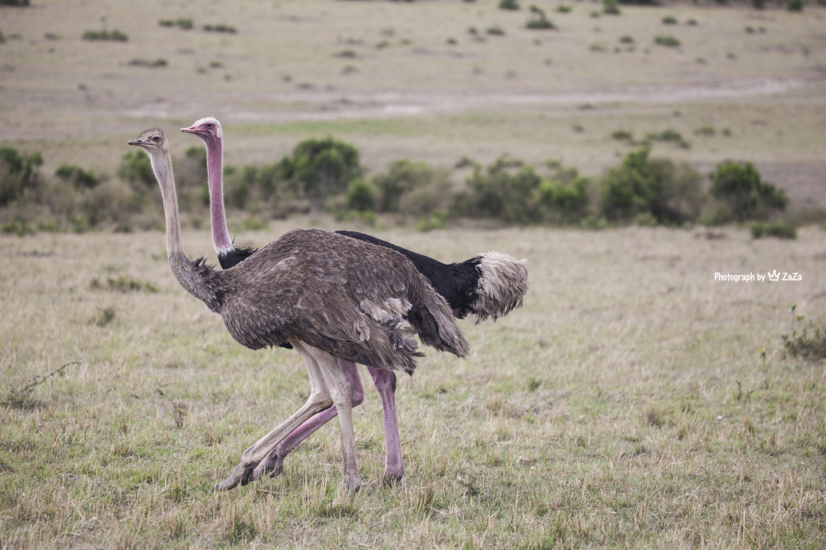 zaza版:动物世界 part 14 『非洲鸵鸟ostrich』非洲鸵鸟是鸵鸟目中