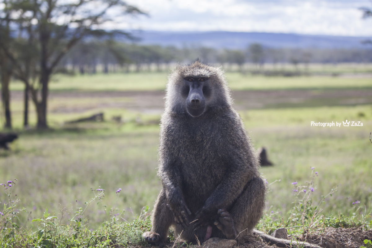 zaza版:动物世界 part9 『东非狒狒olive baboon』也叫橄榄狒狒,因为