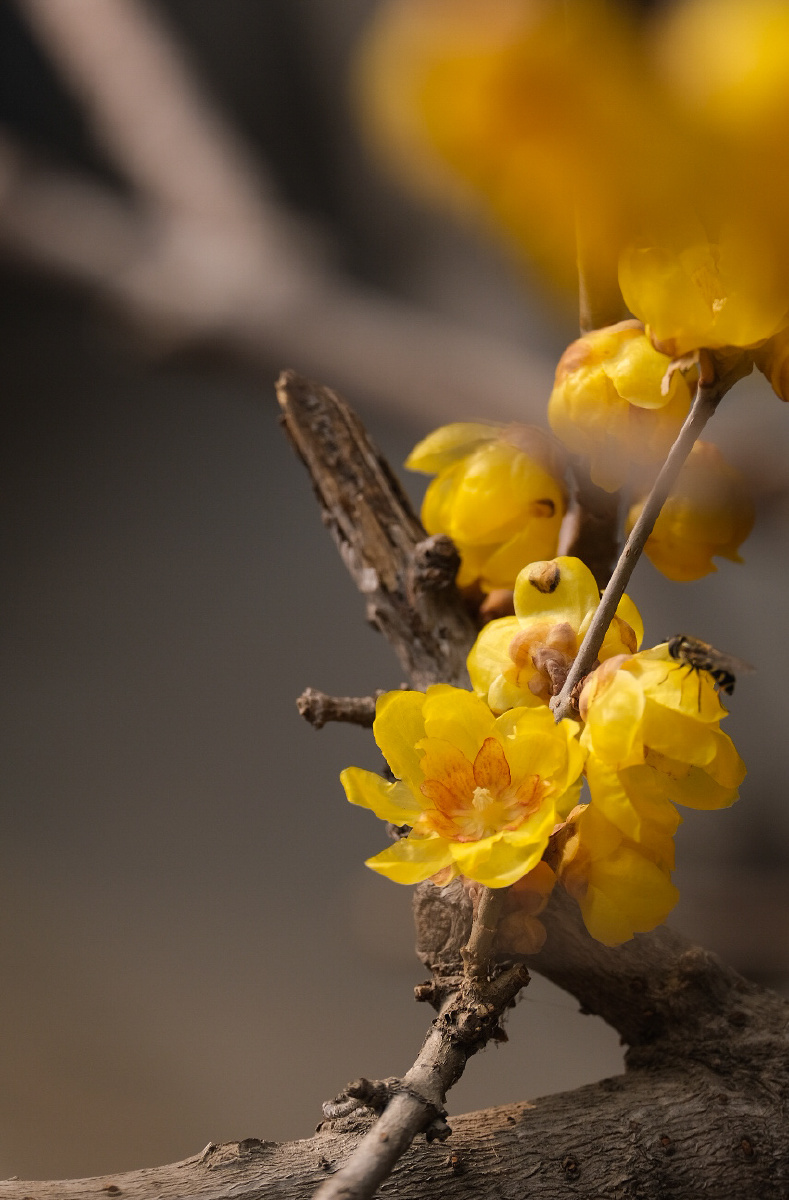 北京植物园腊梅