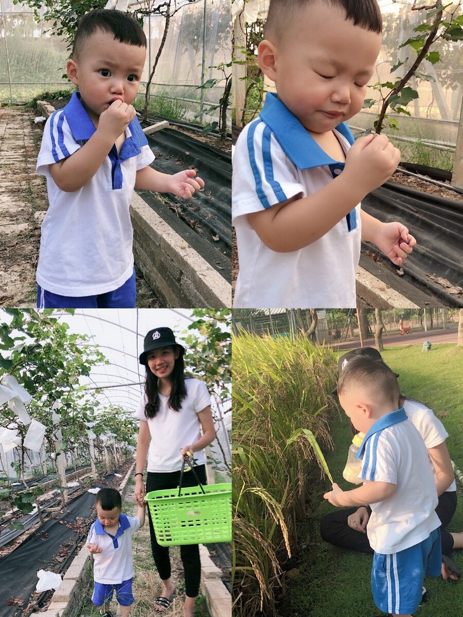 幼儿园观察日记