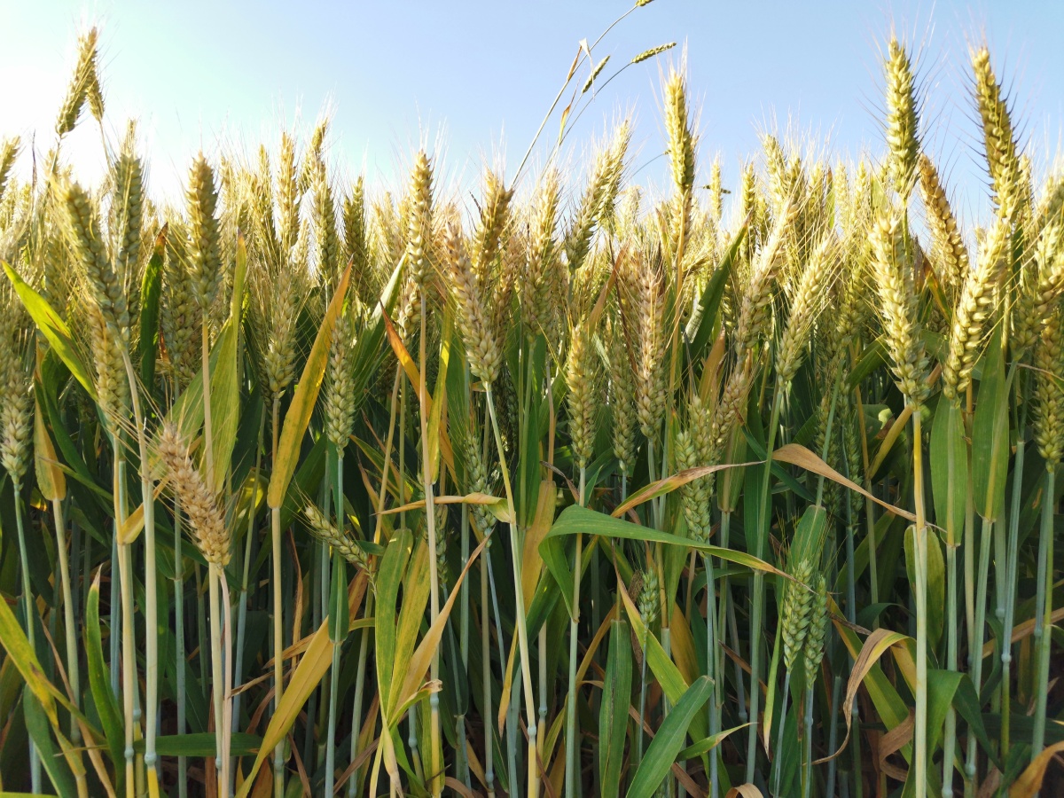 小麦黄了 - 守候下一个晴天 - 图虫