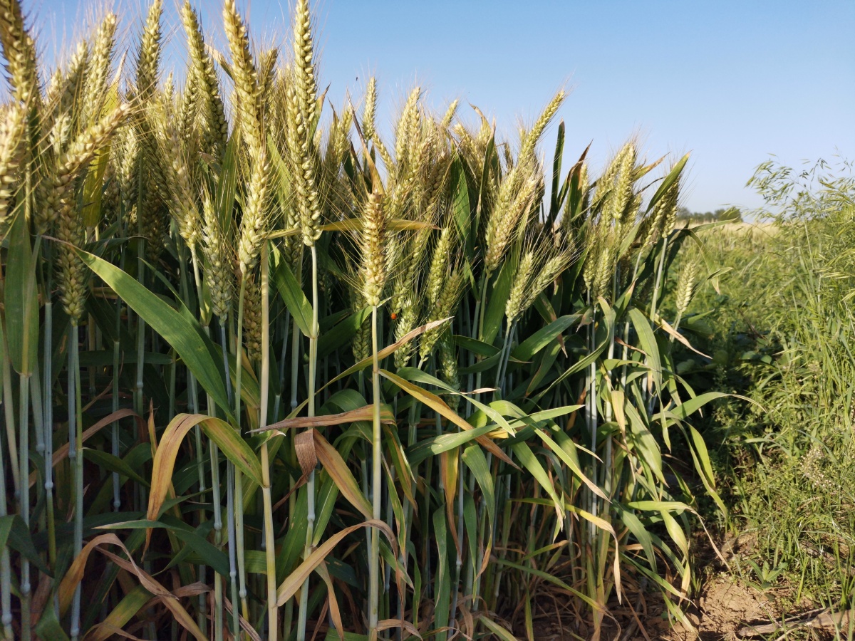 小麦黄了 - 守候下一个晴天 - 图虫