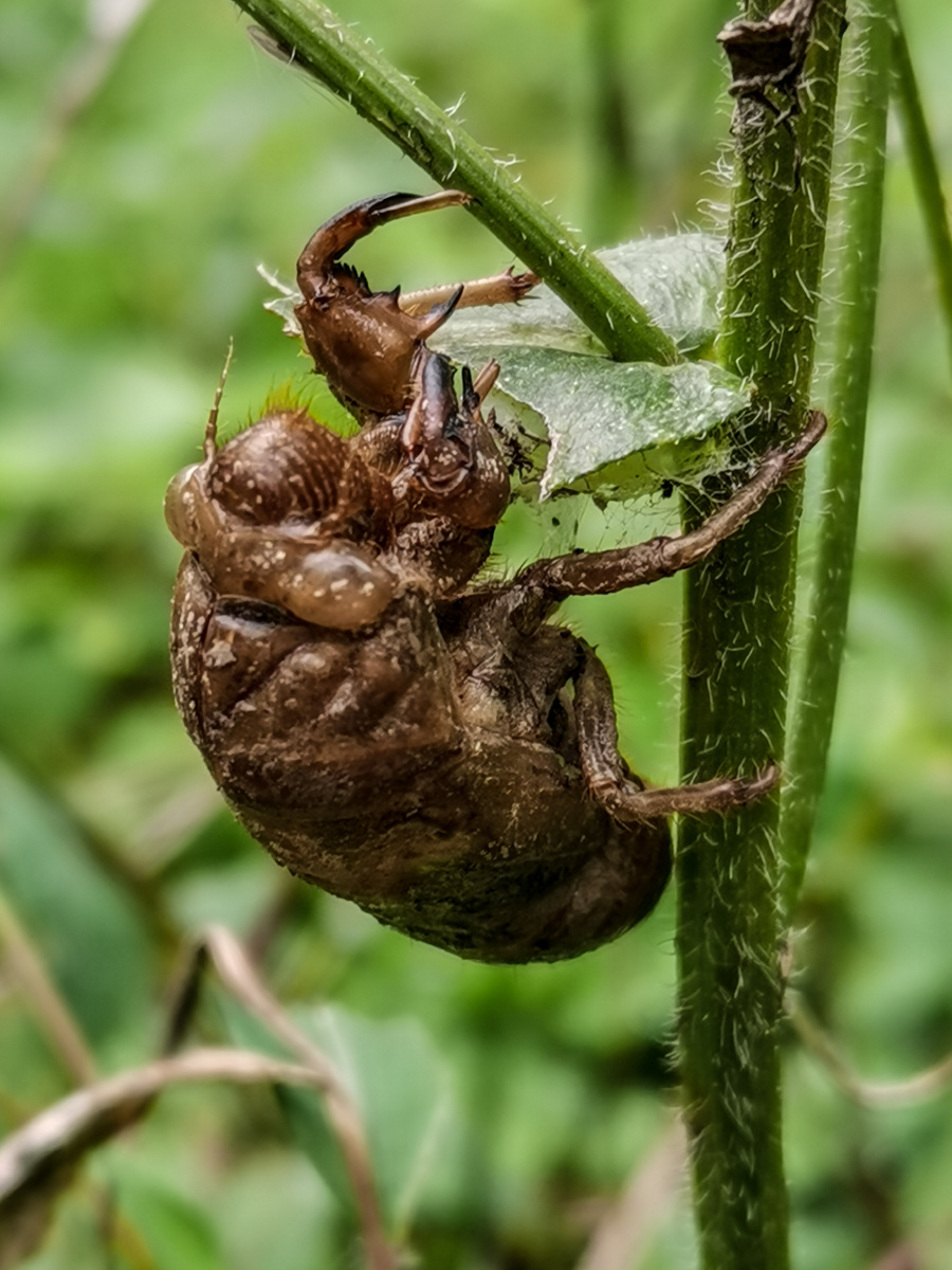 《蝉儿》—————蝉在最后脱壳成为成虫之前,3—17年的时间一直生活