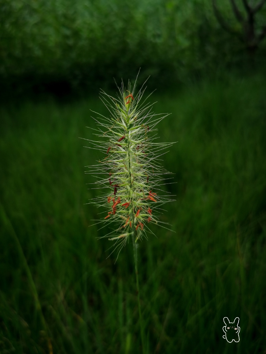 《开花的狗尾巴草》 - 如此突兀 - 图虫