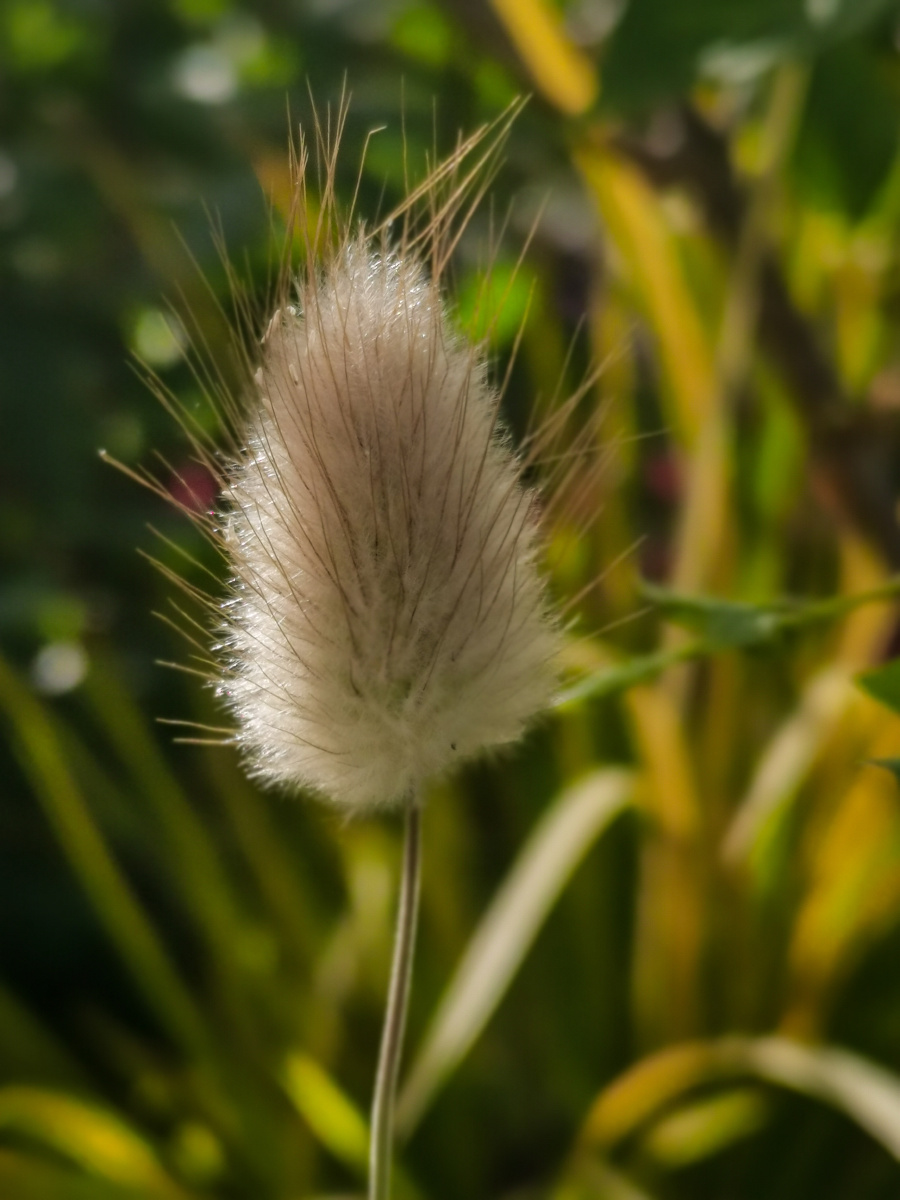 兔尾巴草丛生的兔尾草好可爱有没有它的花穗很短上面有一些柔软的细毛