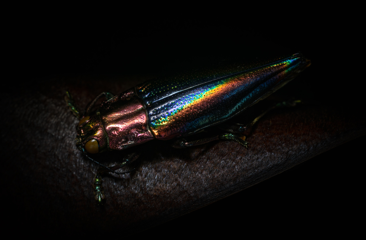 彩色吉丁虫标本