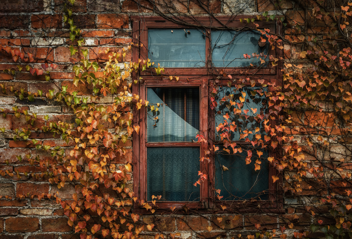 色彩视界色彩叶子_del_静物41713奇妙的自然界#窗#窗户老旧的您的打赏