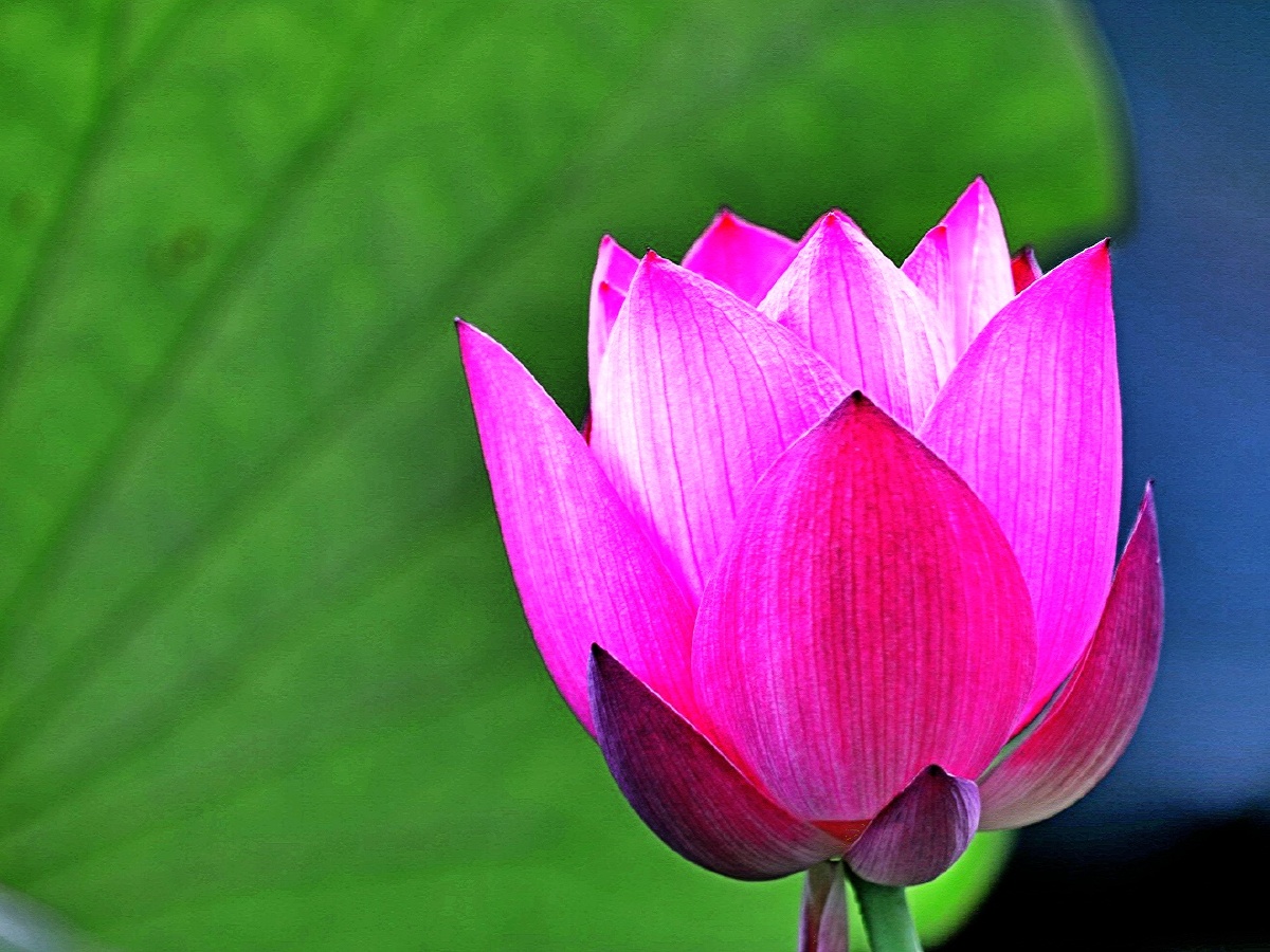 荷叶绿翩片唯汝靓红光