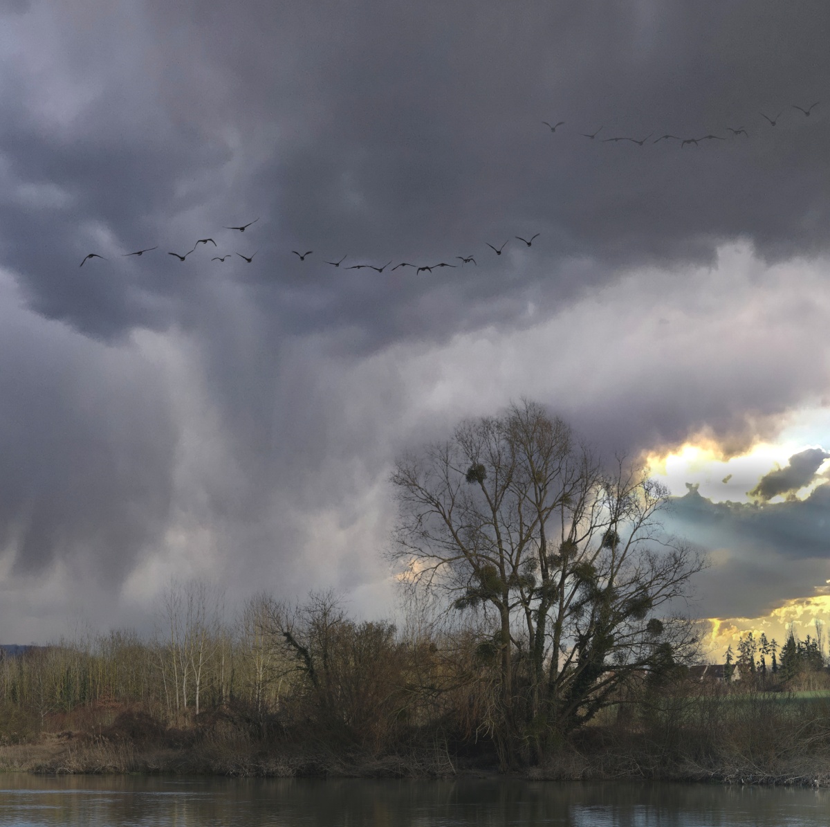 乌云压境鸟归巢