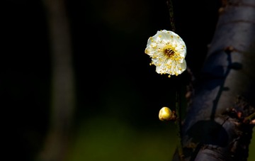 _DSC4093-1