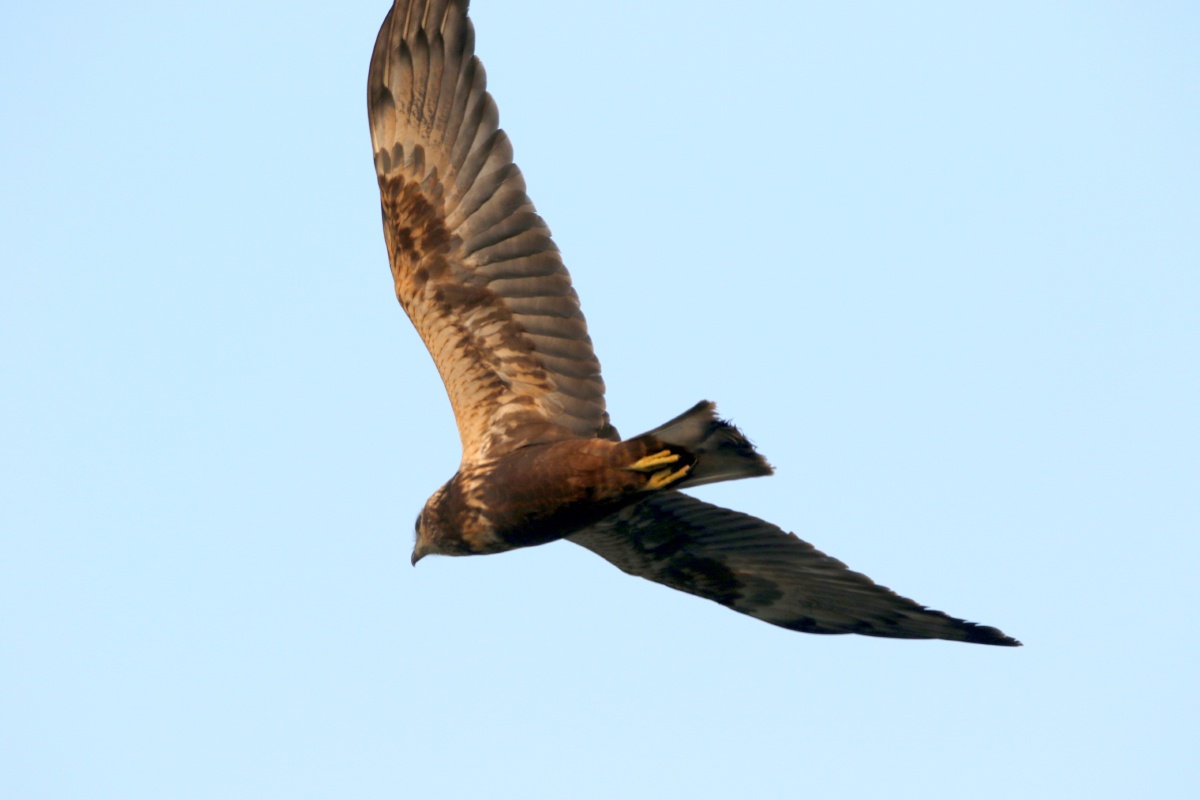 鹞鹰翱翔寻觅猎物