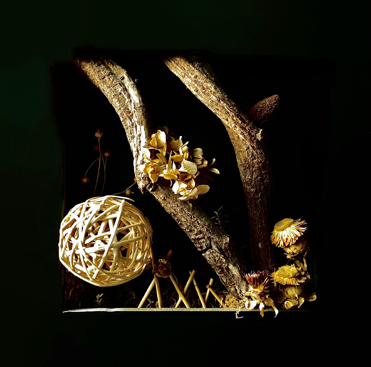 干花植物艺术作品照片