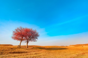 _MG_0041wy