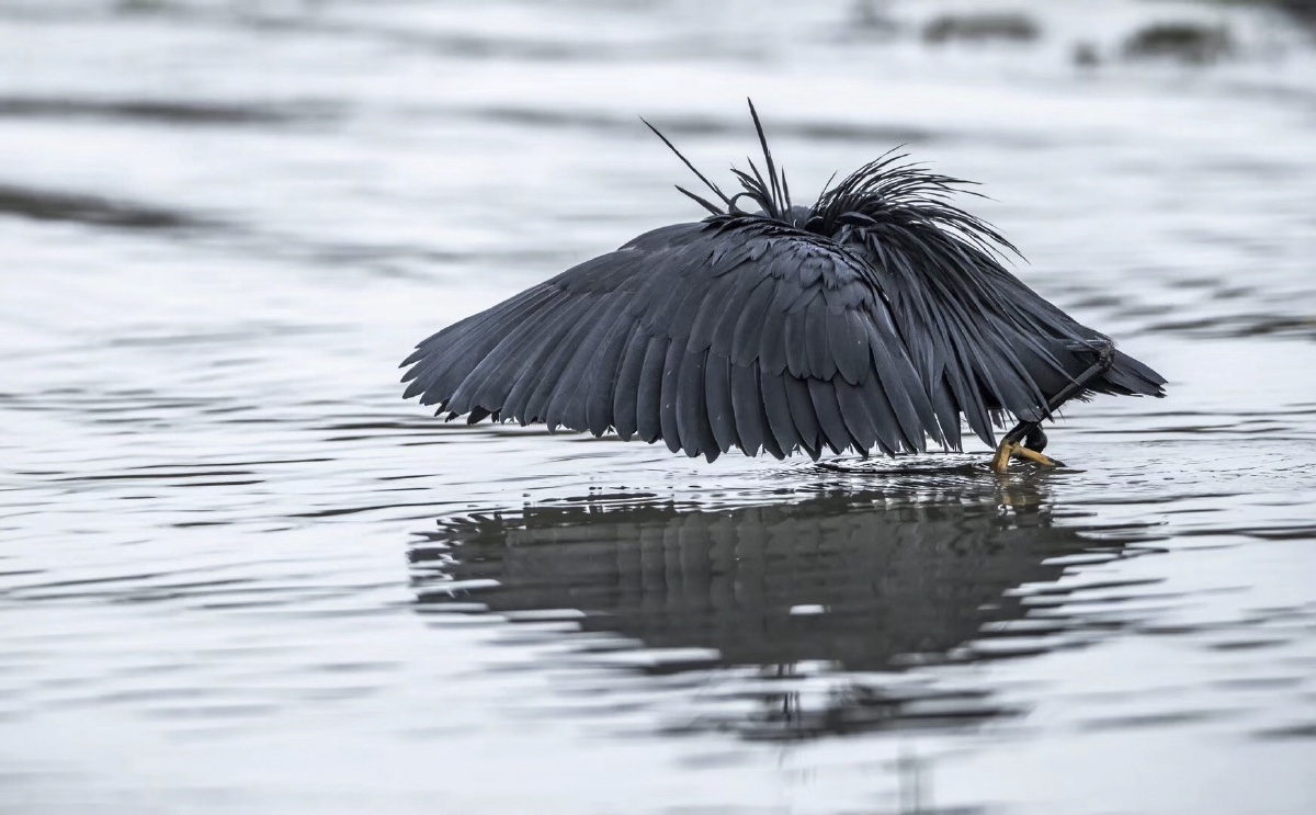 害羞鸟伞鸟岩鹭背锅夹学名黑鹭