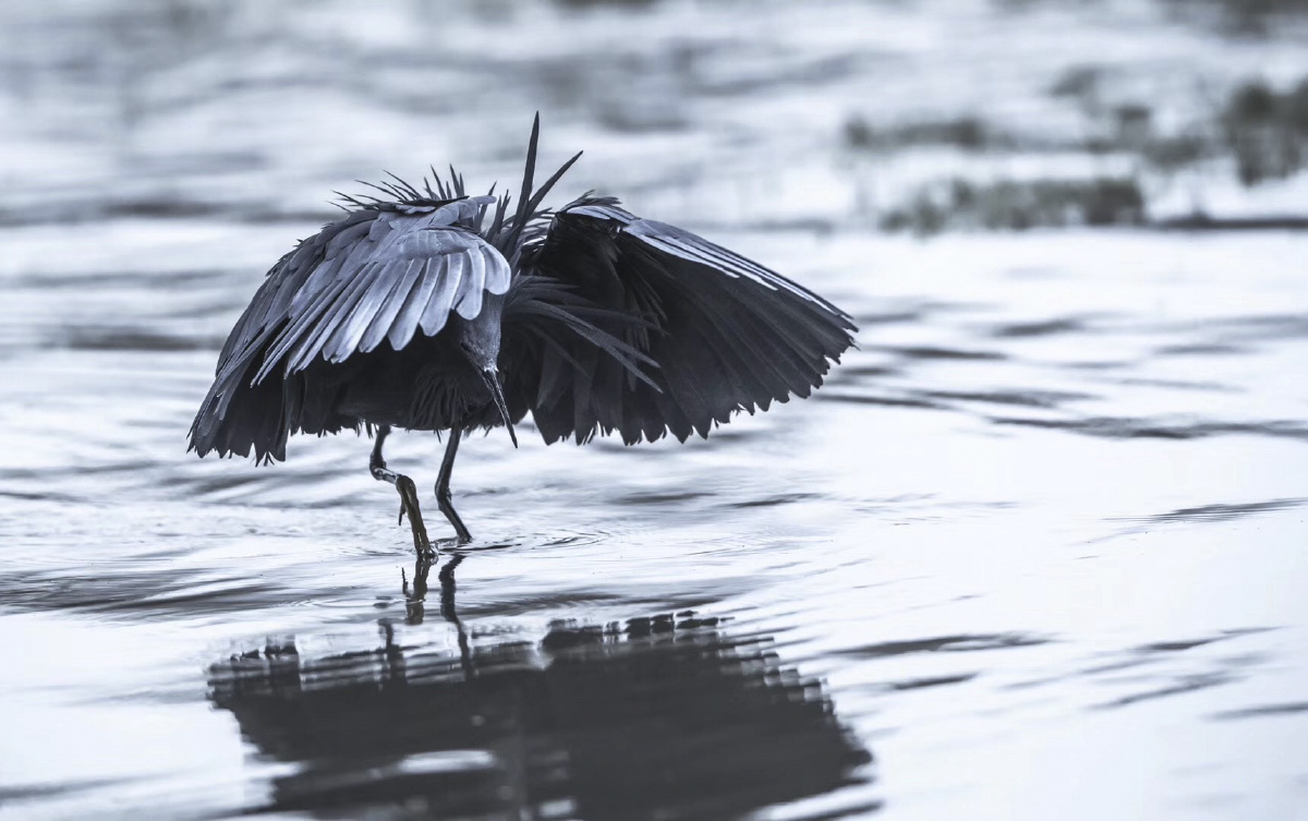 害羞鸟伞鸟岩鹭背锅夹学名黑鹭