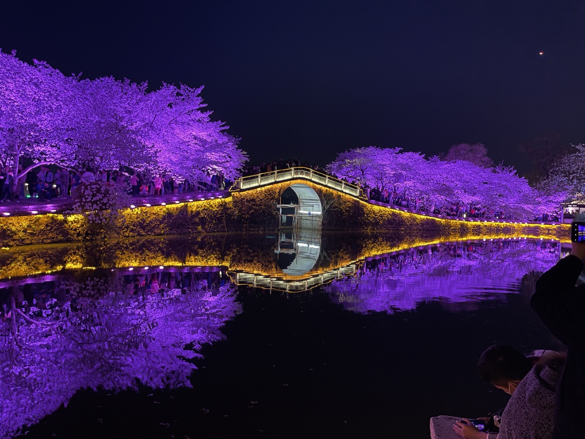 太湖鼋头渚不添加任何滤镜的夜樱每一张都是浪漫