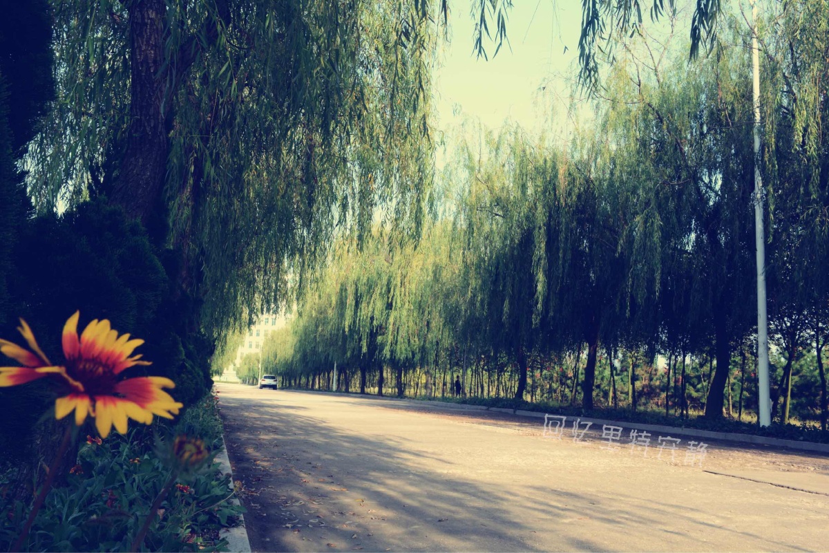 山东外事翻译学院,好久不见