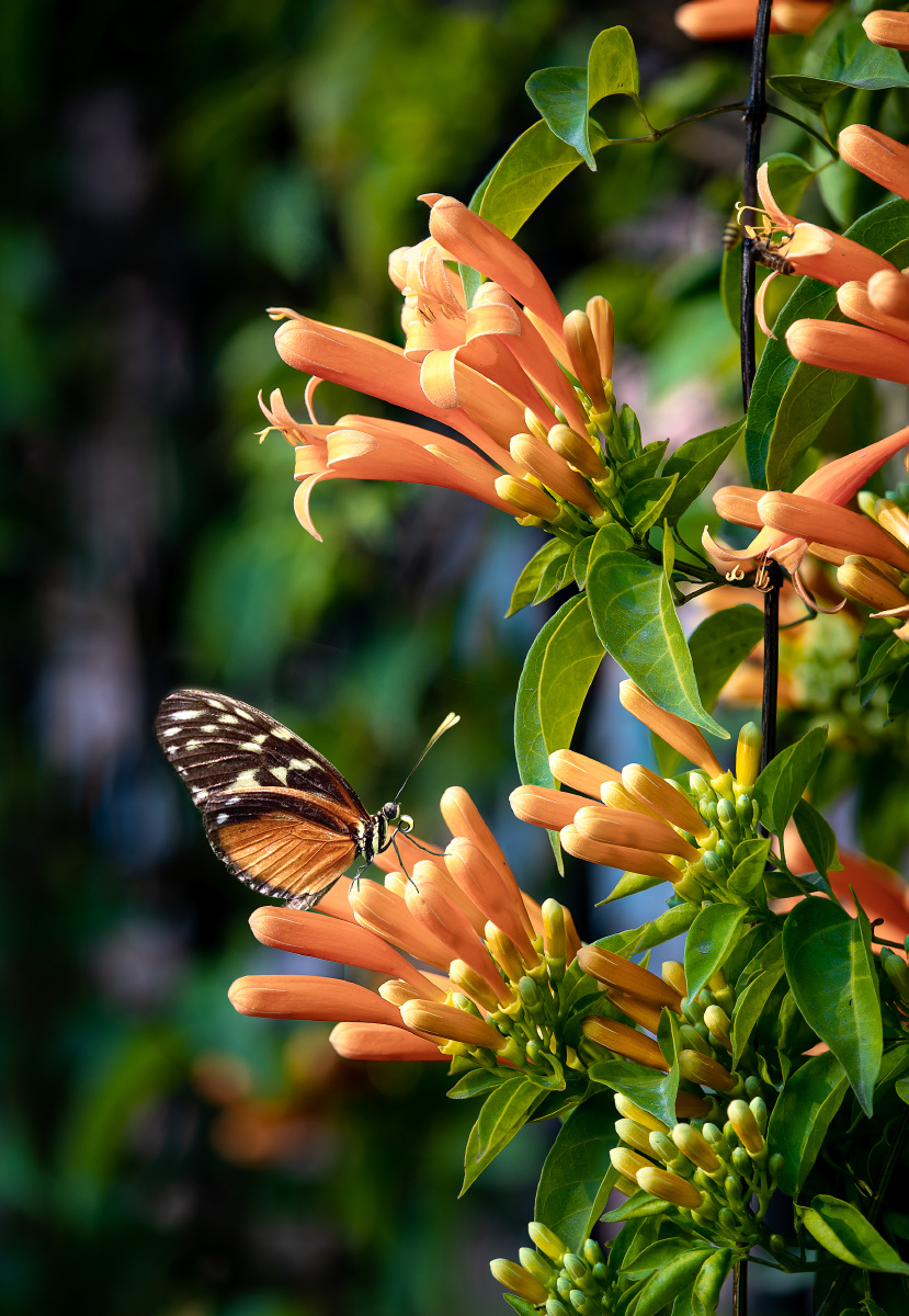 炮仗花别名黄鳝藤