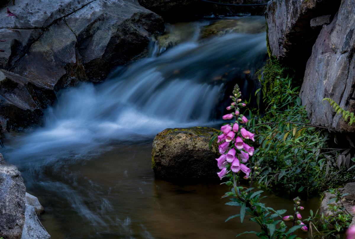 溪水边的毛地黄
