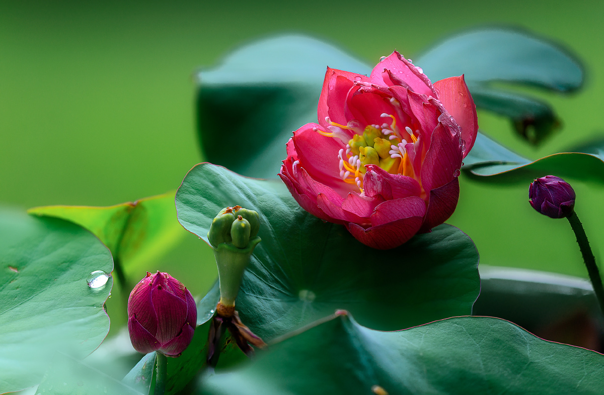 荷花含笑调熏风