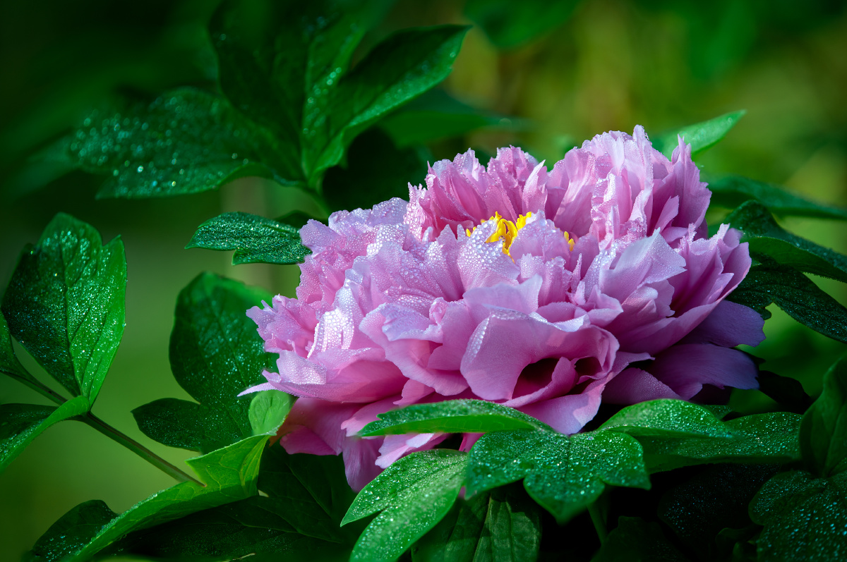 素华映月只闻香