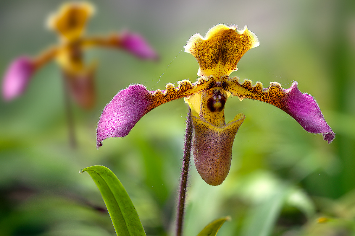 春天的绽放带叶兜兰