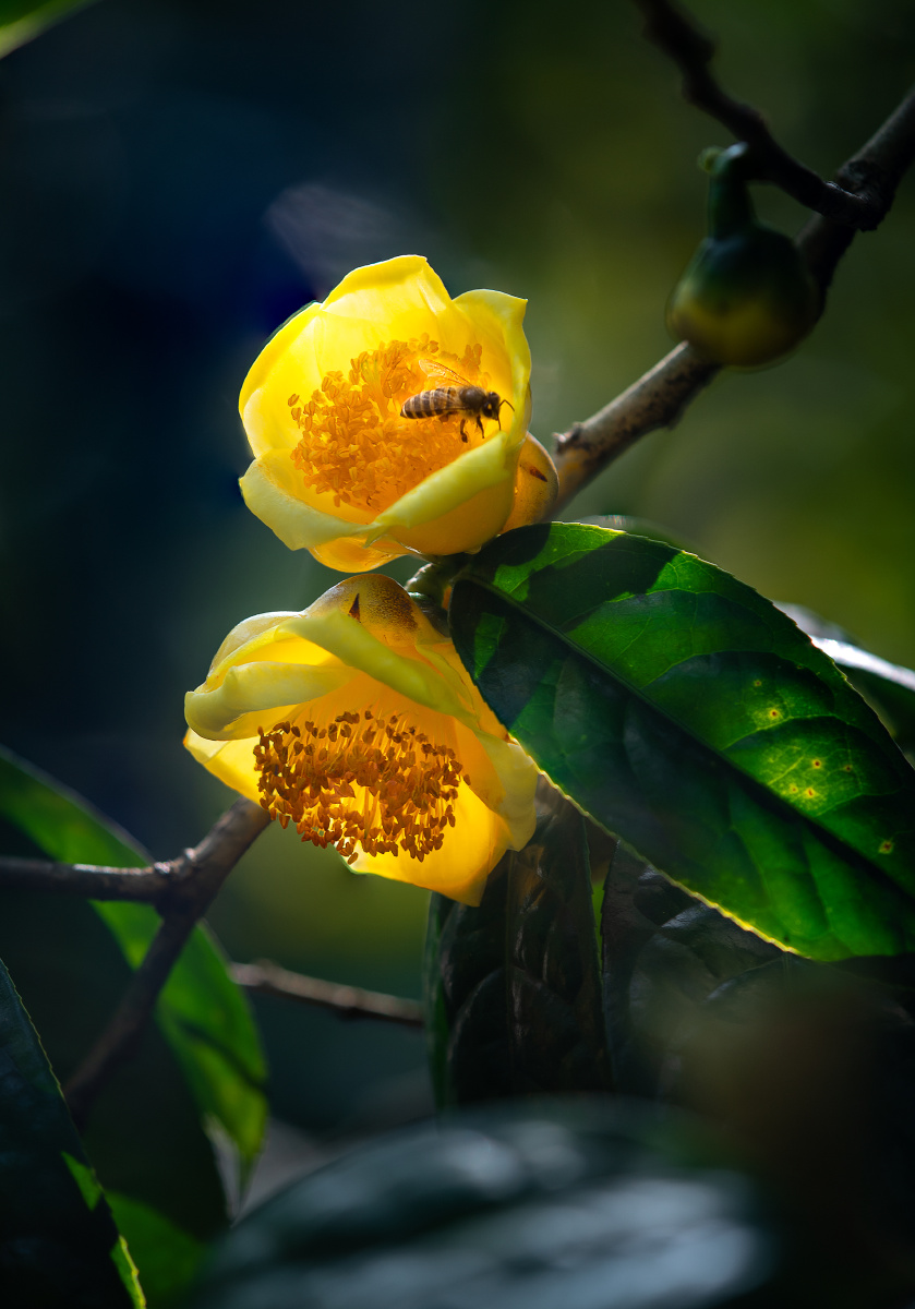 "植物界大熊猫"…金茶花