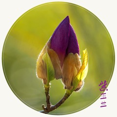 紫玉兰
