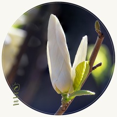 白玉兰