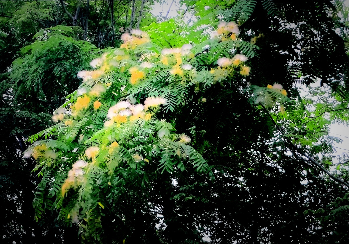 阔荚合欢