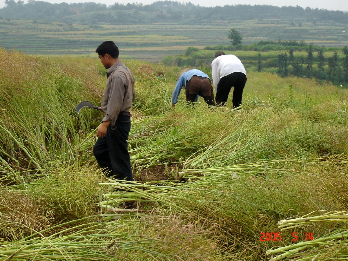 十六年前收割油菜籽,农村生活,雨台村