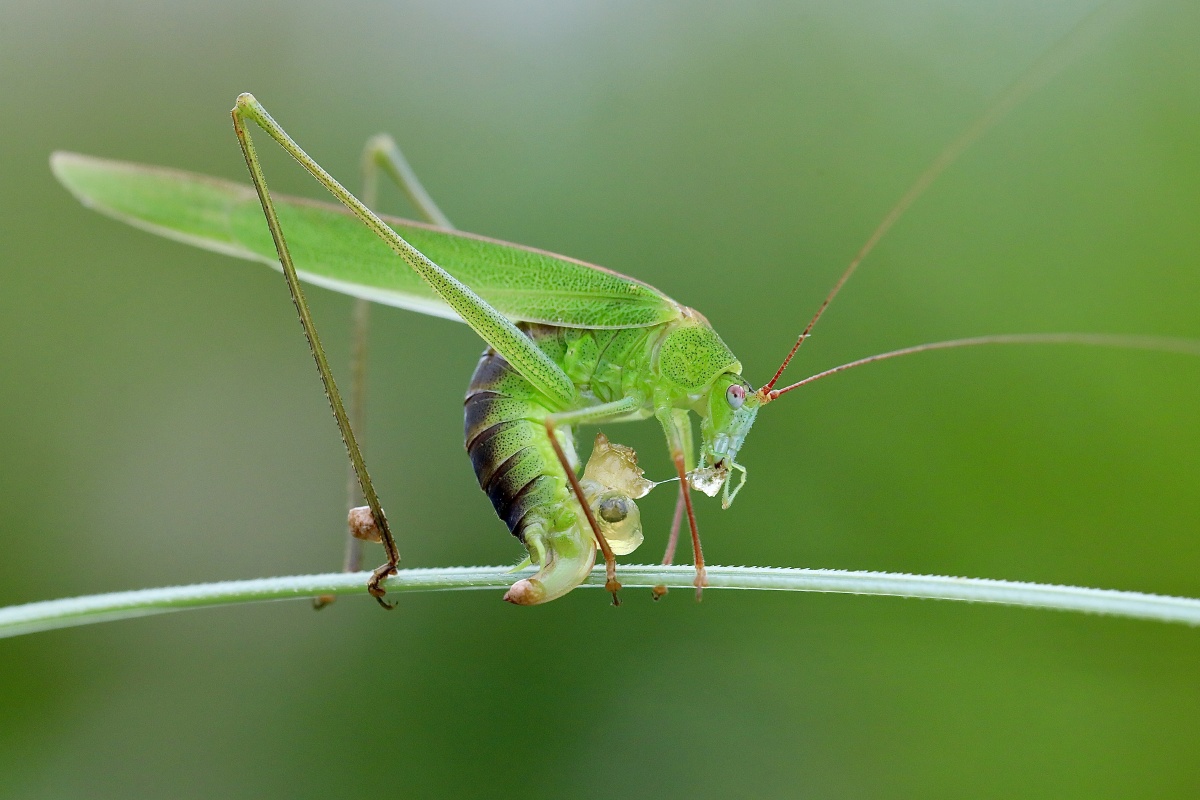 很角色的螽斯连自己产的卵都吃