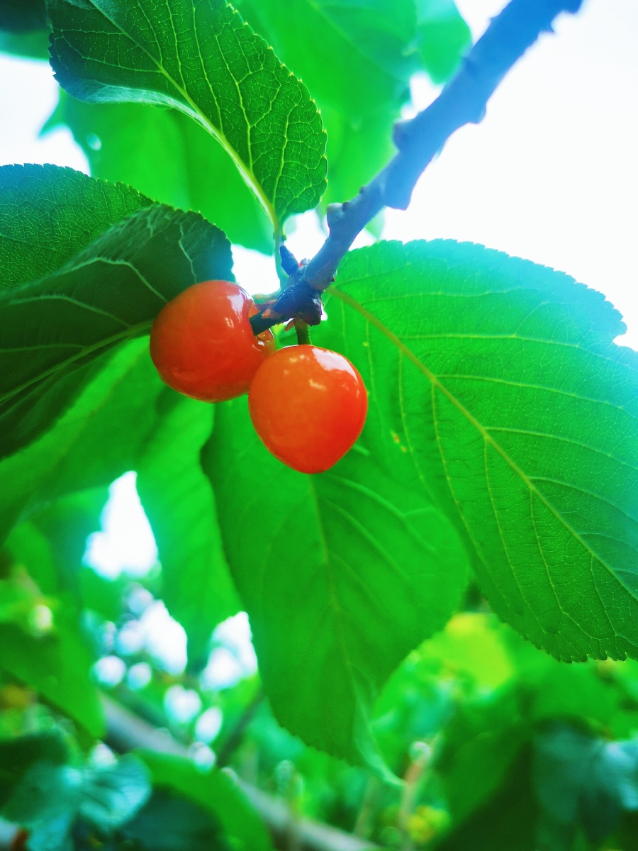 红绿配61春日樱桃