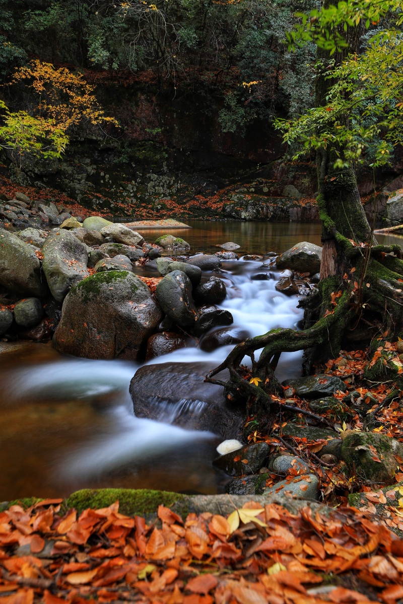 动物 猫 剪影 汽车 地区标签 上海 成都 西藏 重庆 武汉 新疆 南京