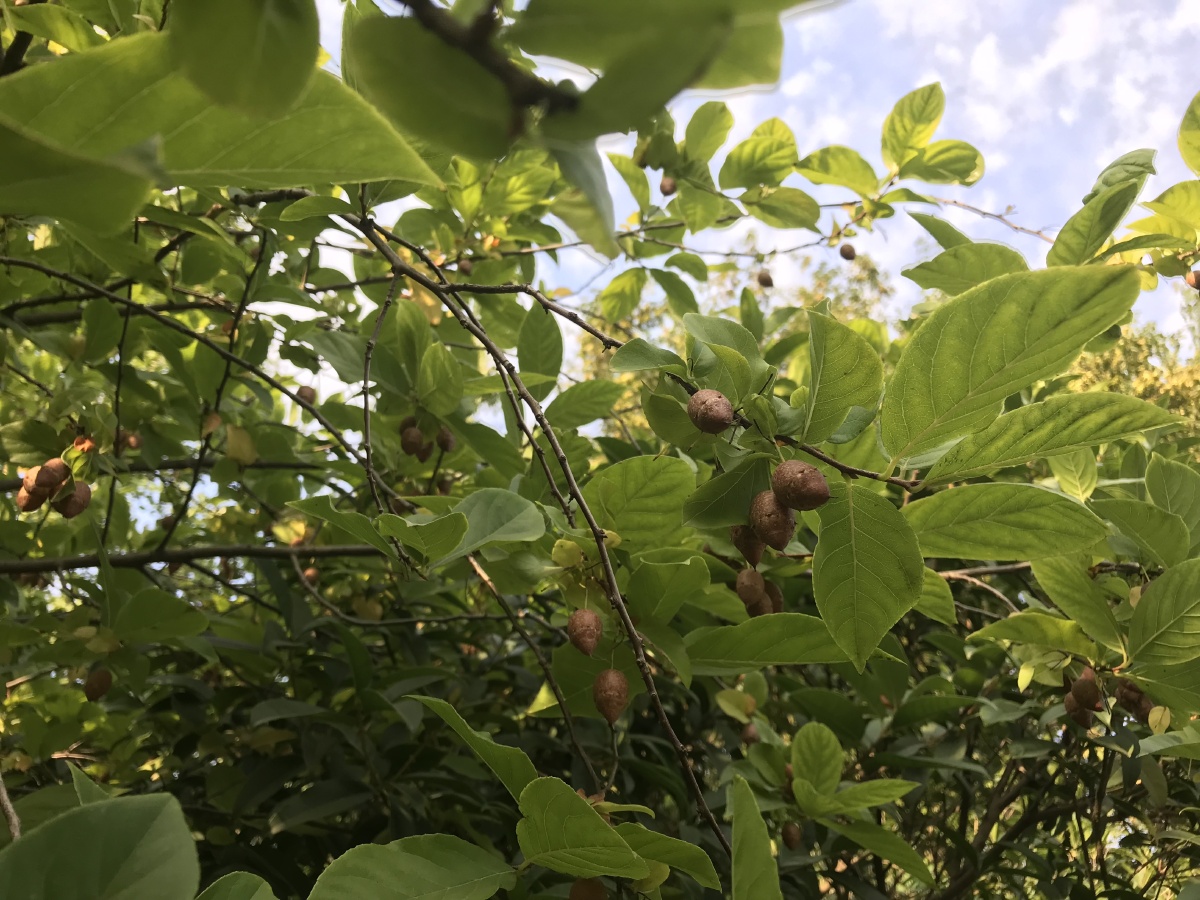 秤锤树的果子