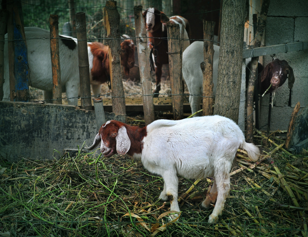 吃草的小羊,时刻警惕陌生人的到来.