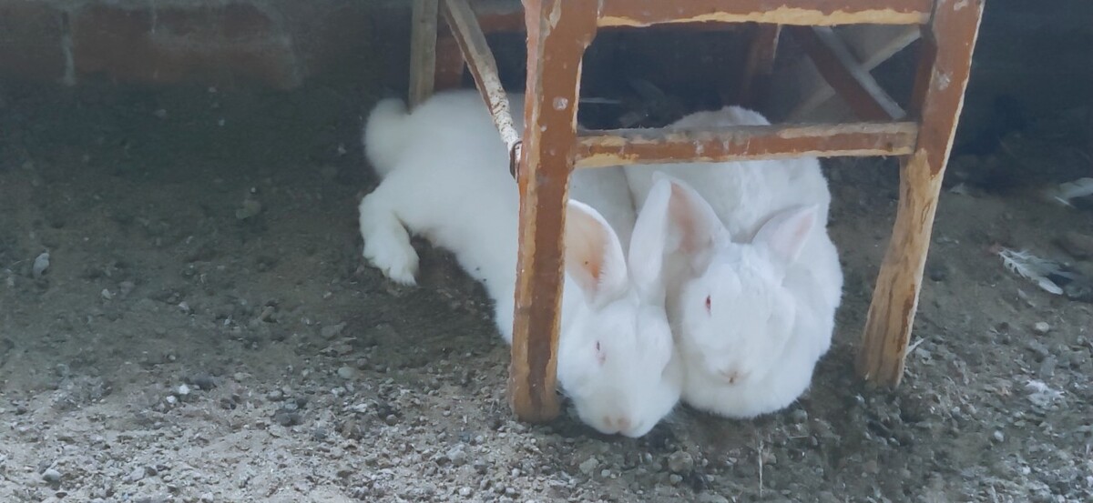 兔孑养殖,养殖用兔子需要注意什么?