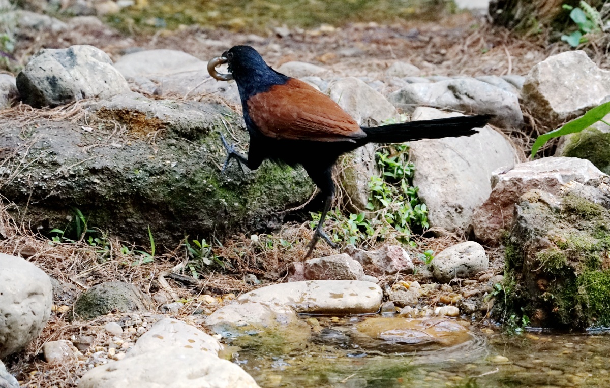 野生红毛鸡