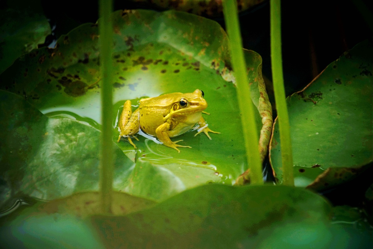 雄性黑斑蛙在高声鸣叫