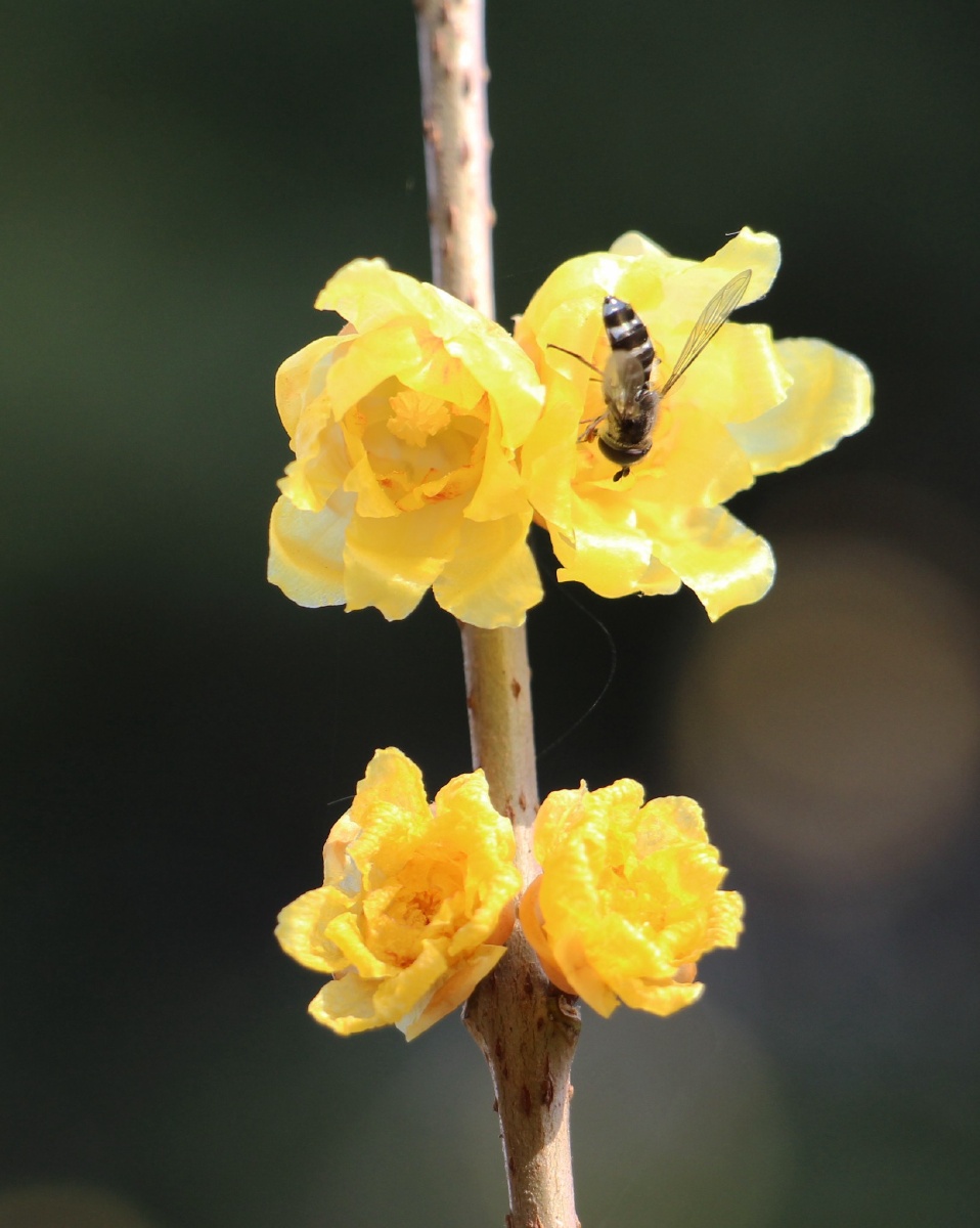 盛开的腊梅花摄于中山陵梅花山