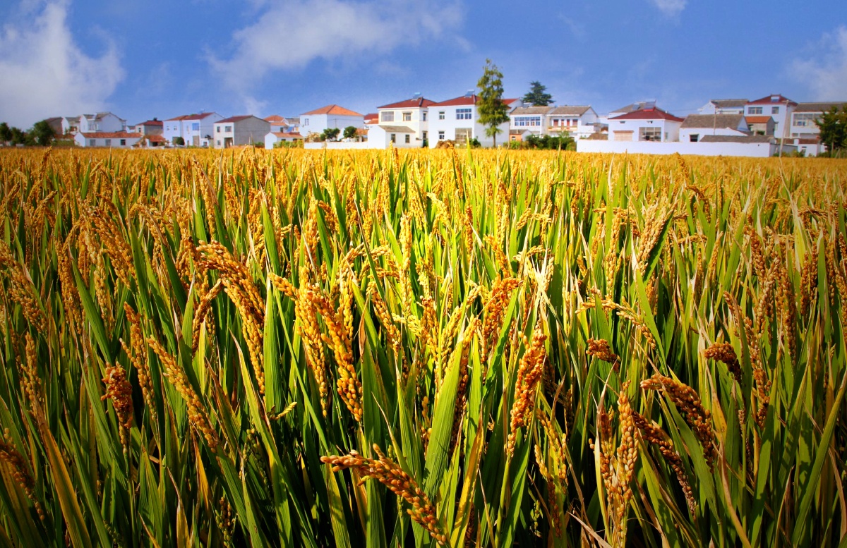 秋映乡村稻谷香